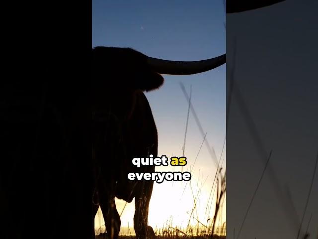 Sunset Stories: A Texan Cowboy's Tale